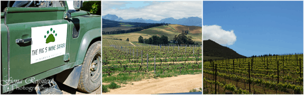 Warwick Big 5 Vineyard Safari