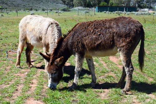 Eseltjiesrus Donkey Sanctuary