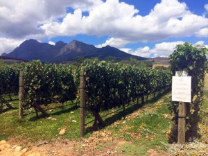 Babylonstoren-Farm Vineyards