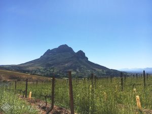 Cape Winelands