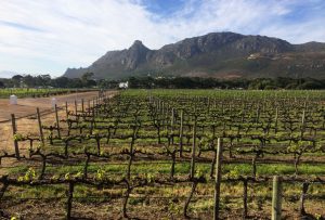 Constantia Wine Route