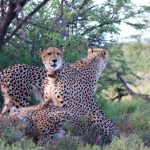 5 Top Reasons to Visit Samara Private Game Reserve