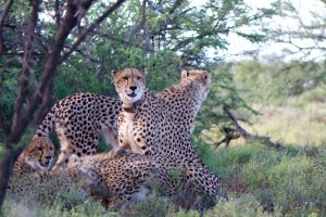 Samara Private Game Reserve