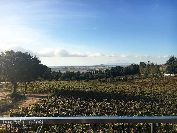 Kunjani Wines Vineyards