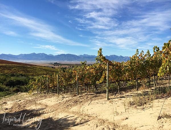 Biodiversity in Winemaking