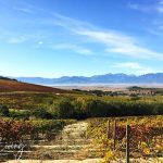 Vondeling Wines Hidden Gem in Voor-Paardeberg