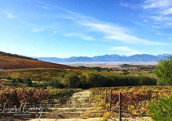 Vondeling Wines Vineyards