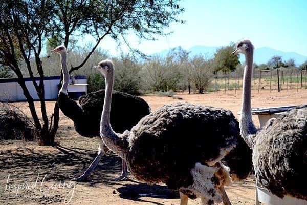 Safari Ostrich Farm Oudtshoorn