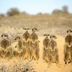 Five Shy Meerkats Oudtshoorn