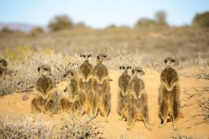 Five Shy Meerkats