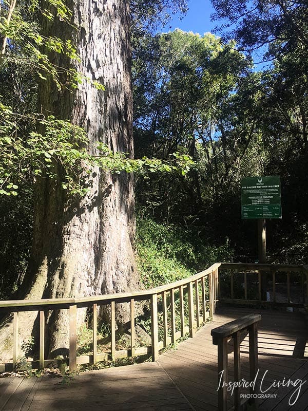 Knysna Forest Walks