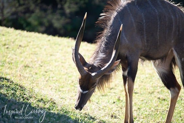 Wildlife Swartberg