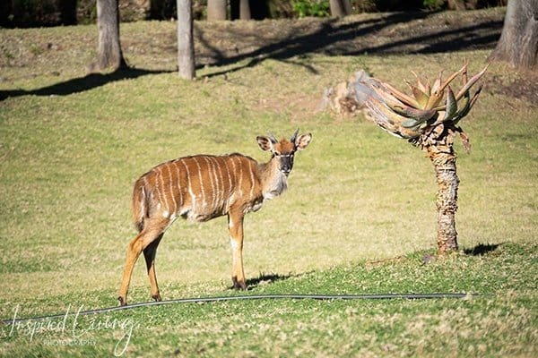 Wildlife Swartberg