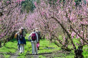 Elgin Blossom Weekend