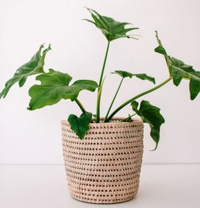 Handwoven Bamboo Planter Basket