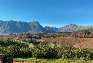 Stellenbosch View