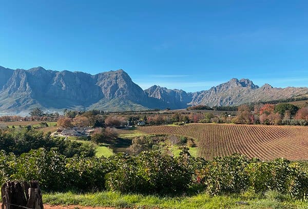Stellenbosch View