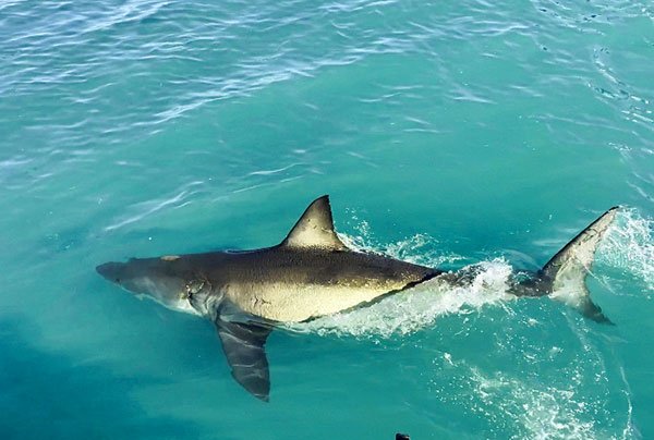 Shark Cage Diving